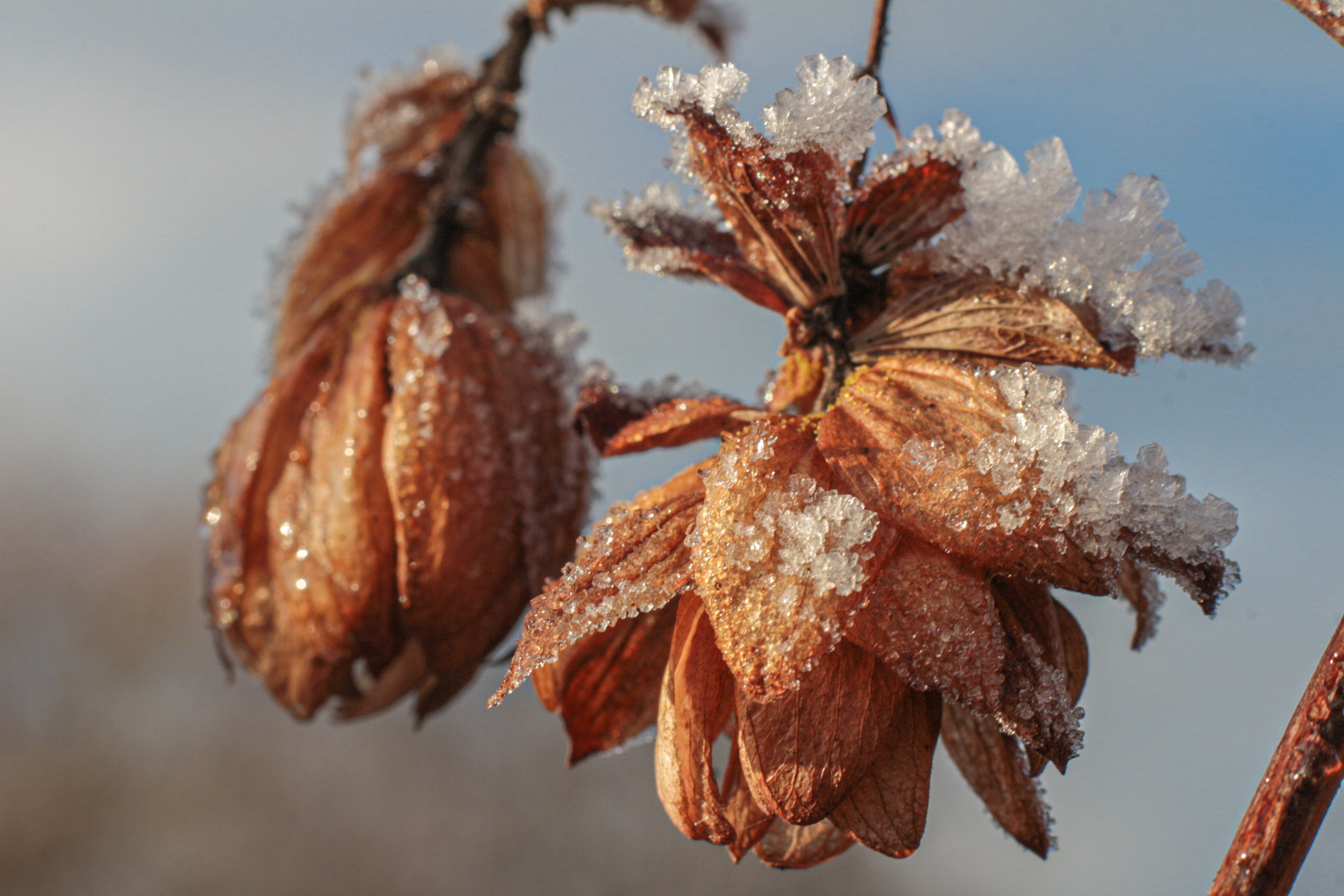 The Sunny Side: Finding Purpose in the Winter Pause
